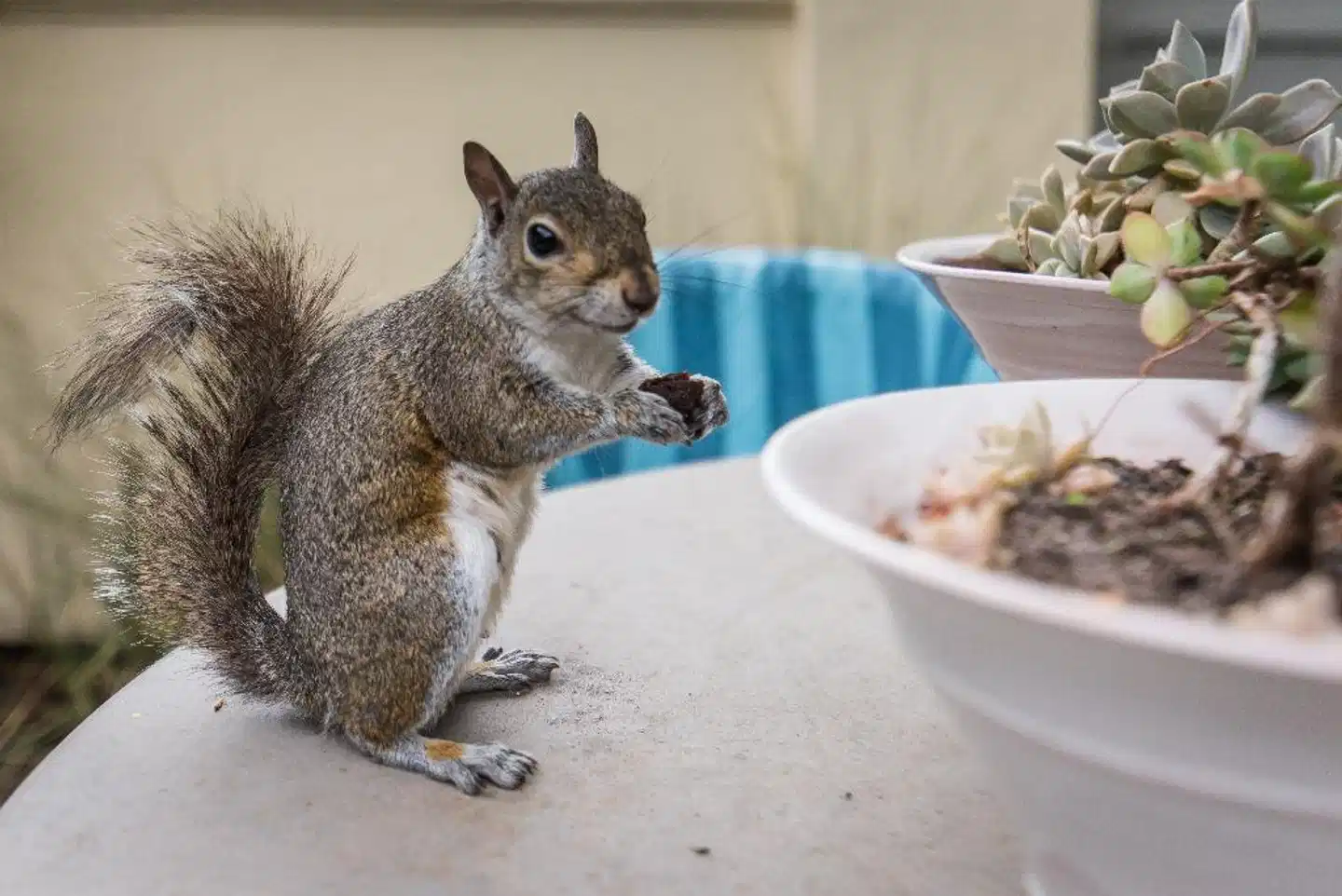 Hout Bay Manor Tiere
