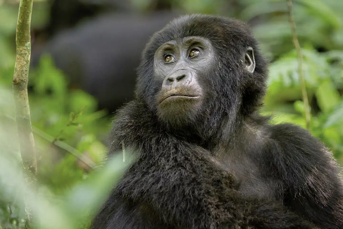 Uganda Entdecken Tiere