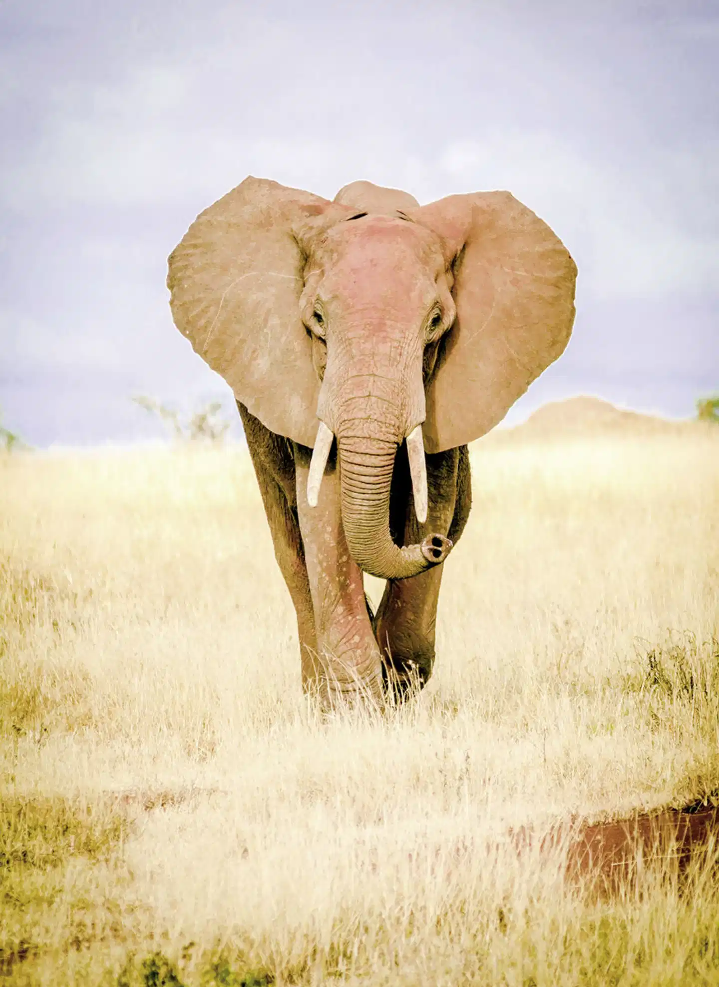 Kenia Explorer Tiere