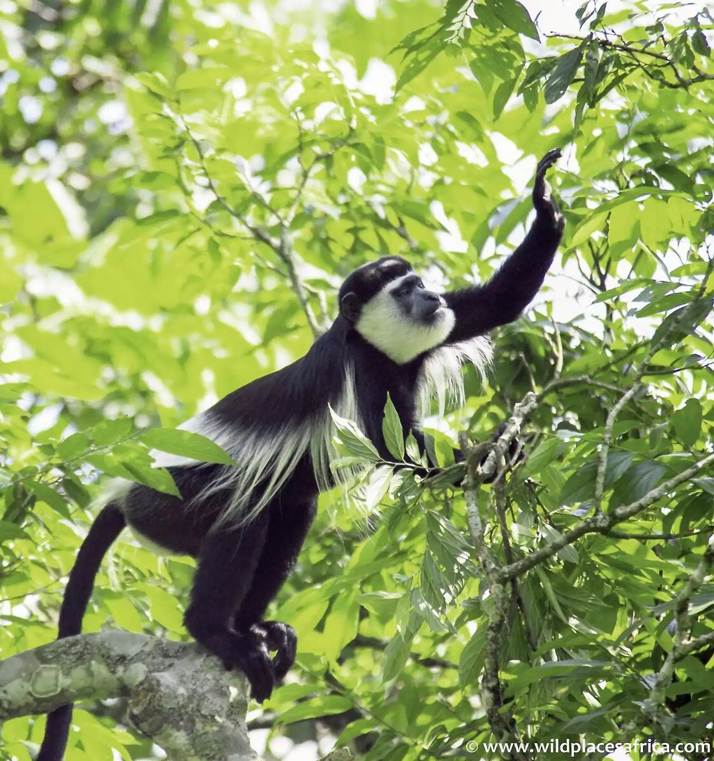 Stippvisite Uganda Tiere