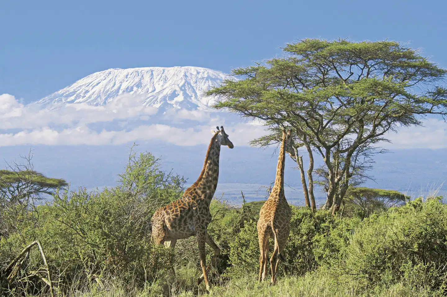 Königreich der Tiere Landschaft