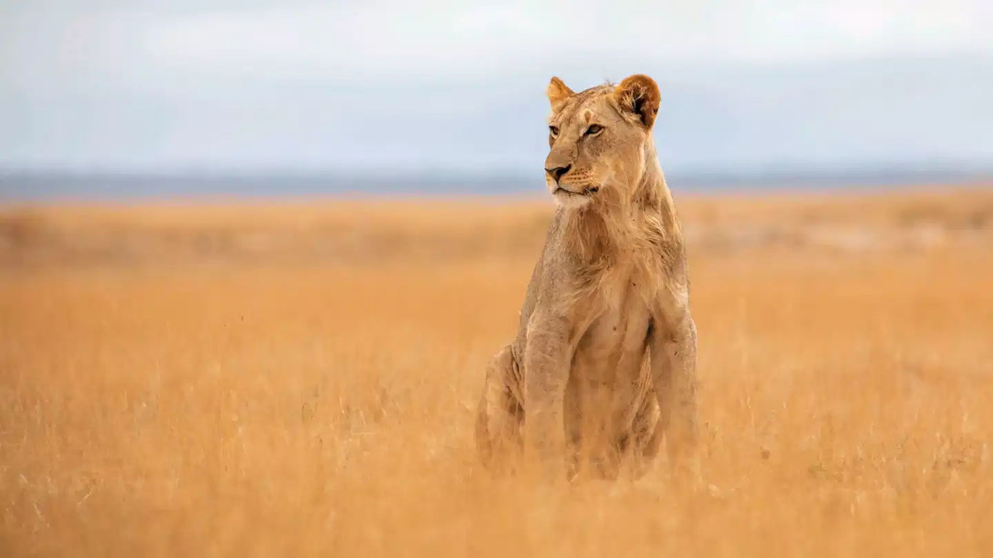 Tansania Explorer Tiere