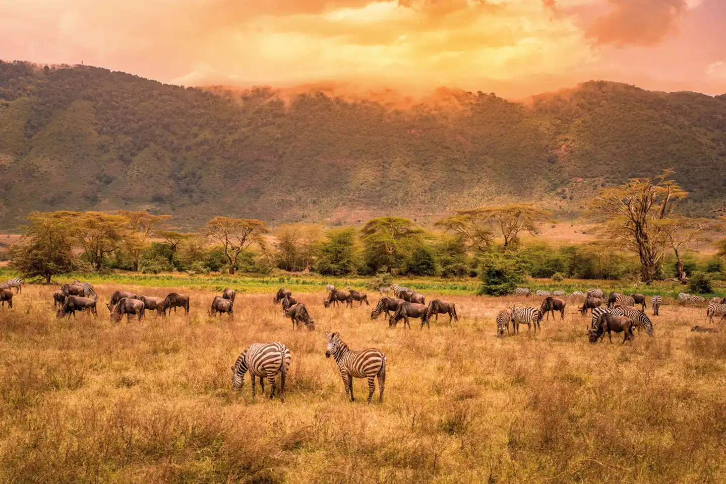 Tansania Explorer Tiere