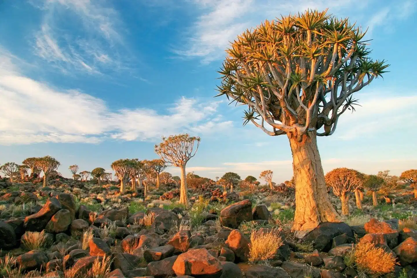 Best of Namibia Standard Landschaft