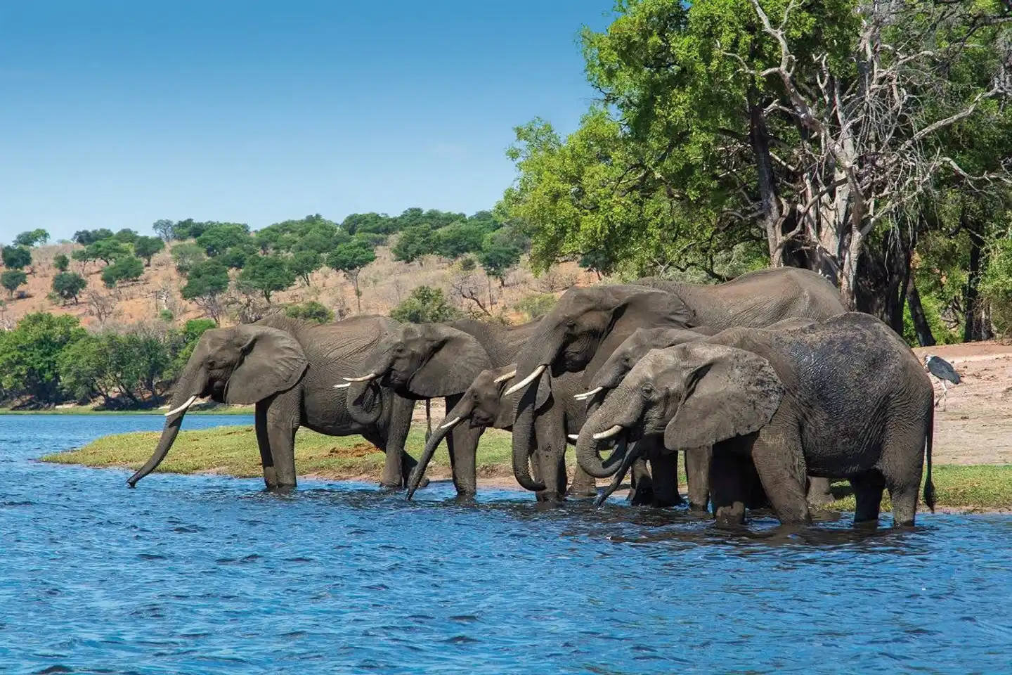 Fly&Drive Botswana - Une aventure pour les débutants Tiere