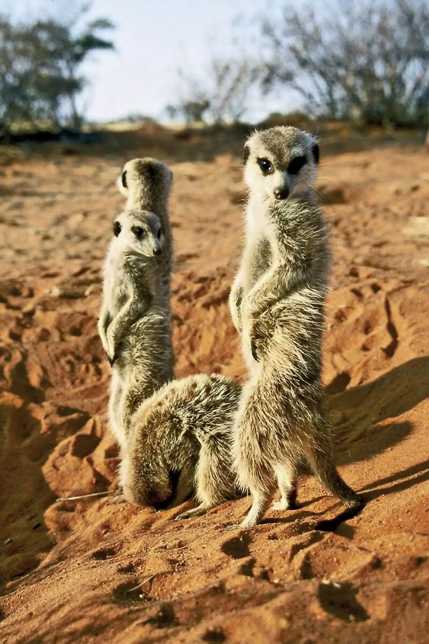 Best of South Africa von Johannesburg nach Kapstadt Tiere