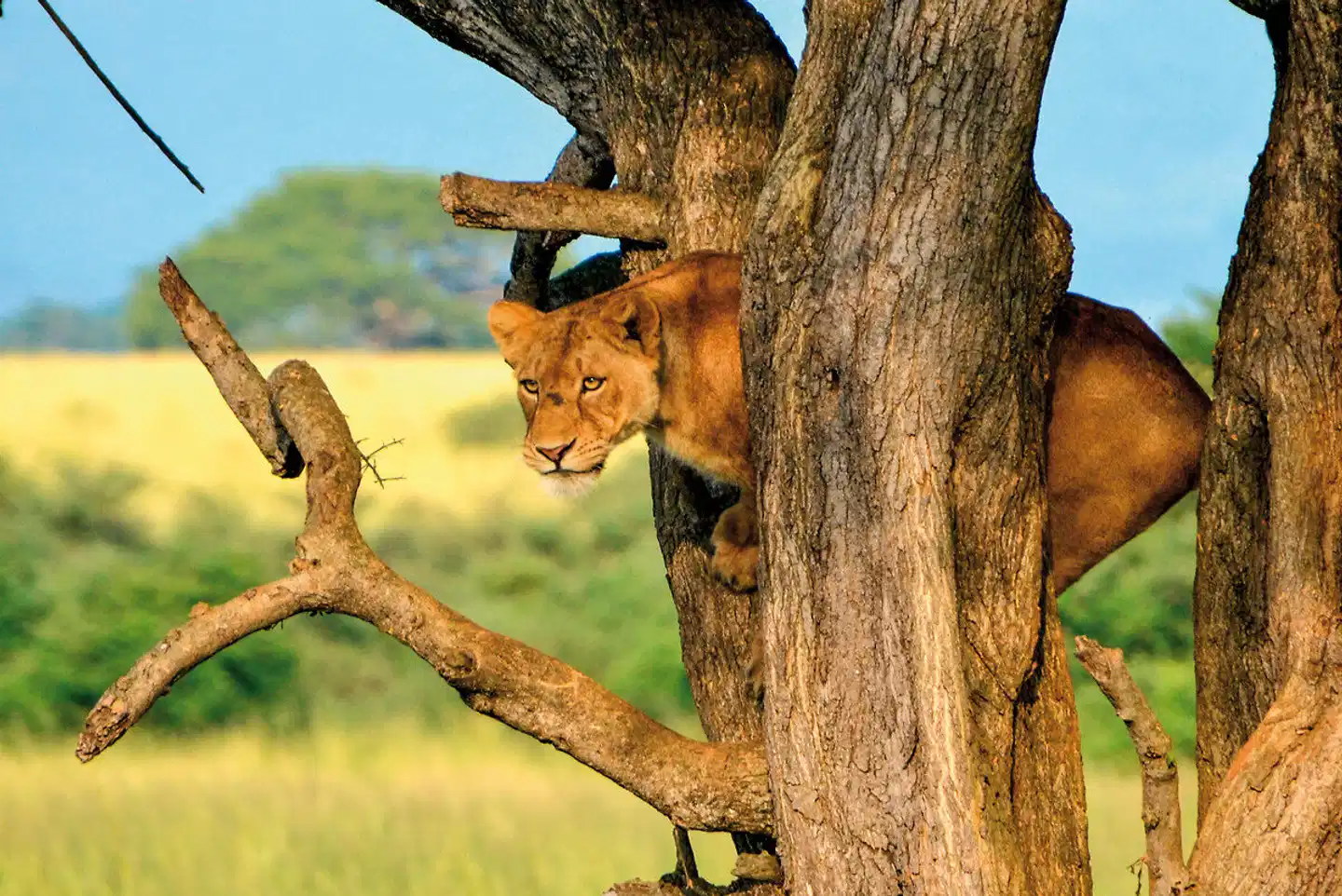 Uganda - Im Land der Berggorillas Tiere