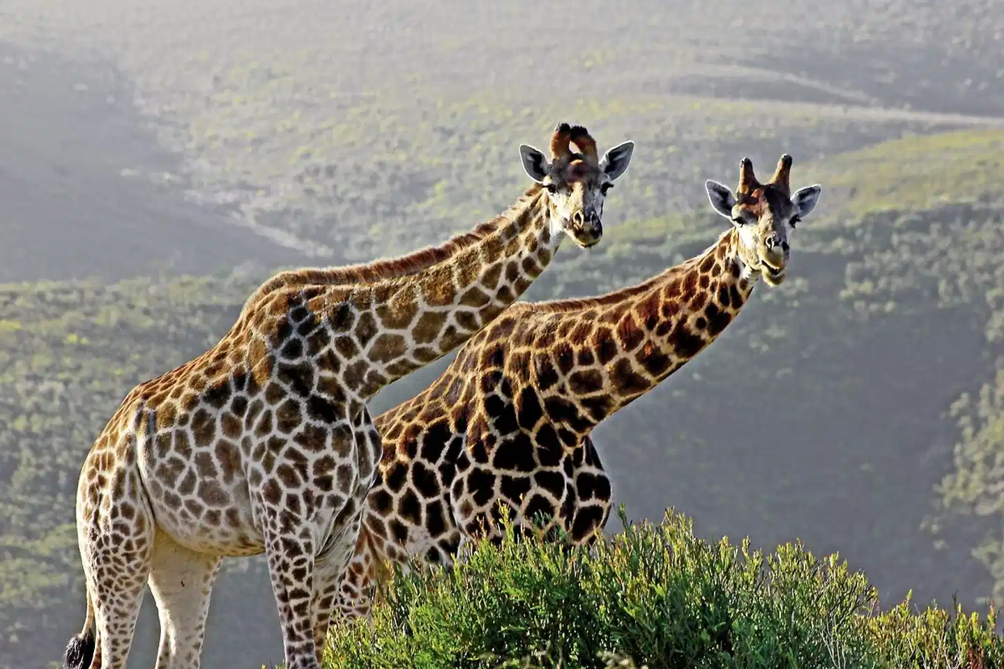 Best of South Africa von Johannesburg nach Kapstadt Tiere