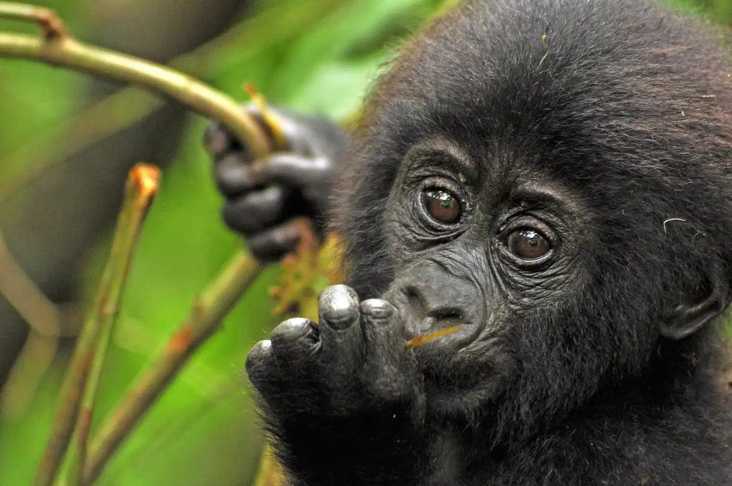 Sanctuary Gorilla Forest Camp Tiere