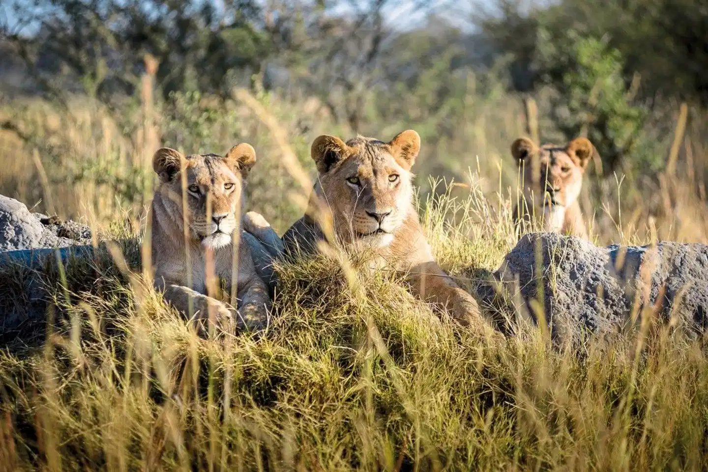 Dreiländereck auf eigene Faust Tiere