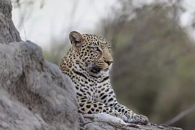 Botswana - Safaritraum mit Natural Selection Tiere