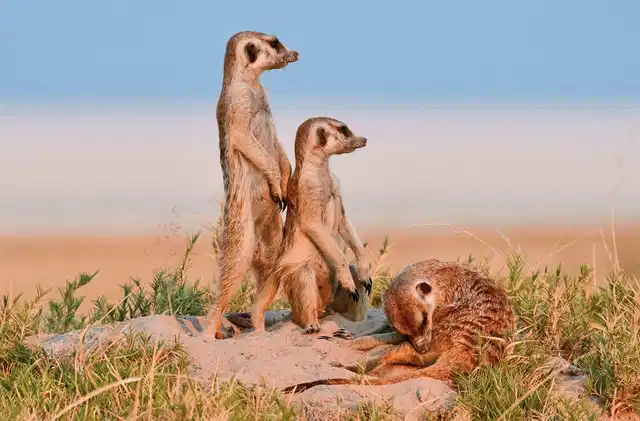 Der Herzschlag Afrikas (8 Nächte ab Kasane) Tiere