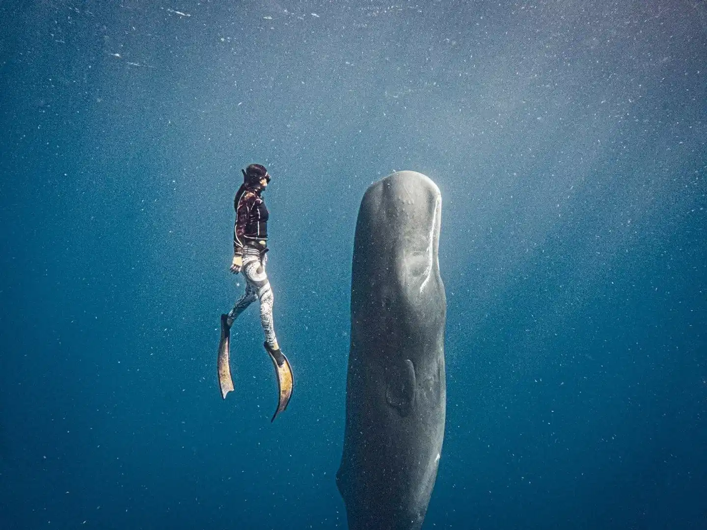 Secret Bay Dominica Tiere