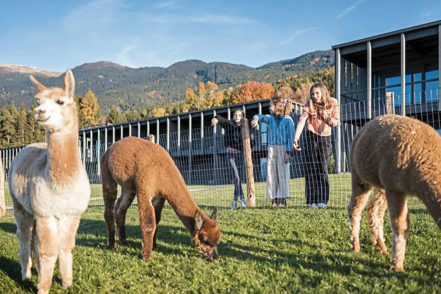 AKI Family Resort Plose Tiere