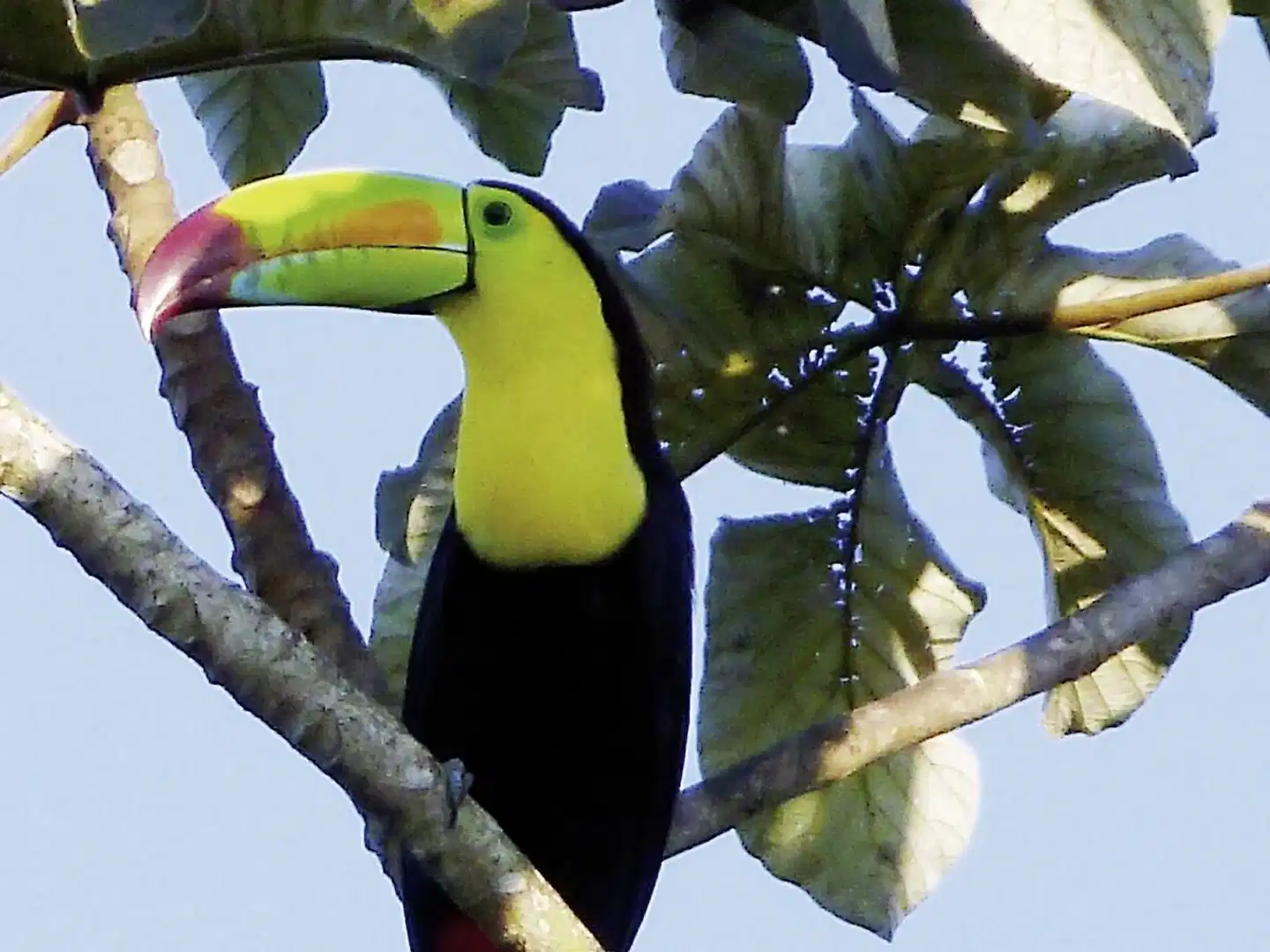 Best of Belize Tiere