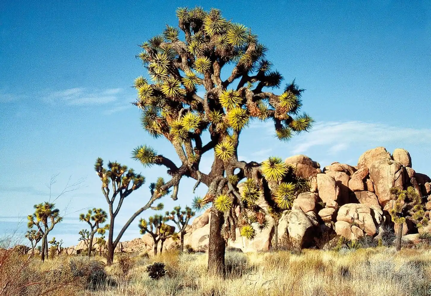 Western Triangle Landschaft