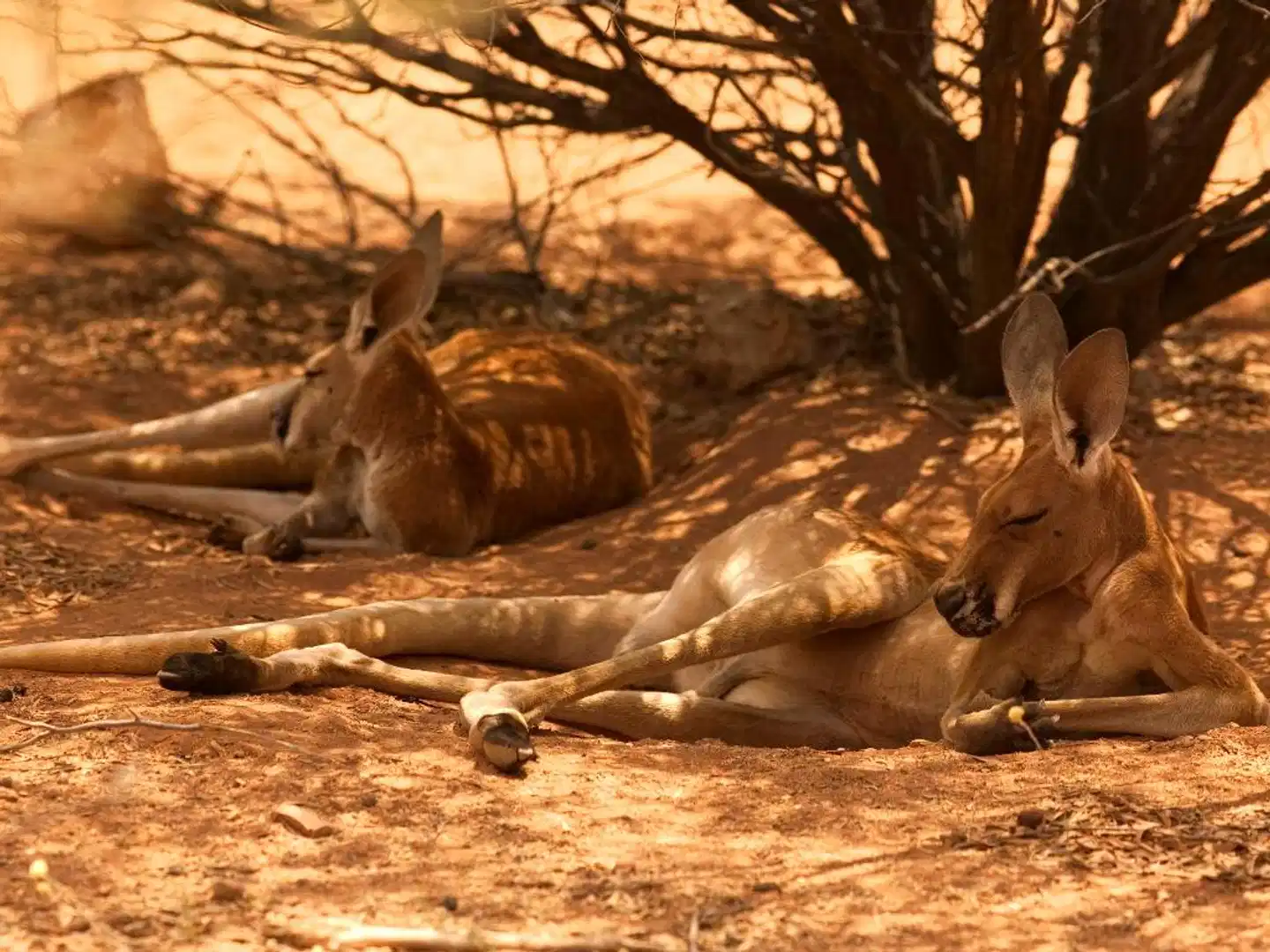 Mercure Alice Springs Resort Tiere