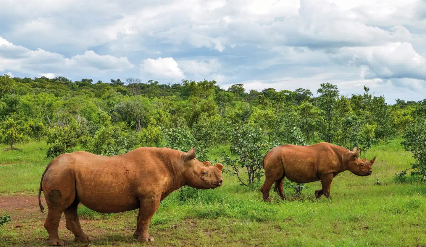 The Stanley & Livingstone at Victoria Falls Tiere
