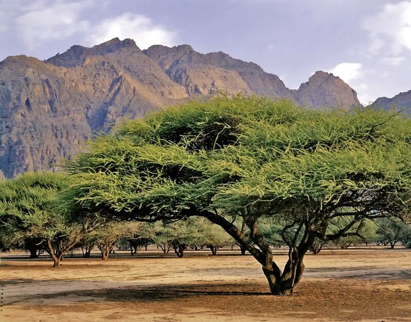 Geheimnisvolles Musandam ab Muscat/bis Dubai Landschaft