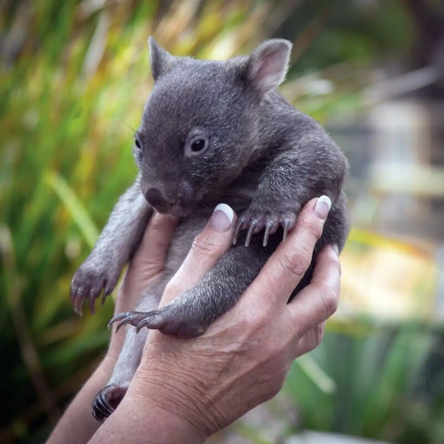 Tasmanien für Genießer Tiere