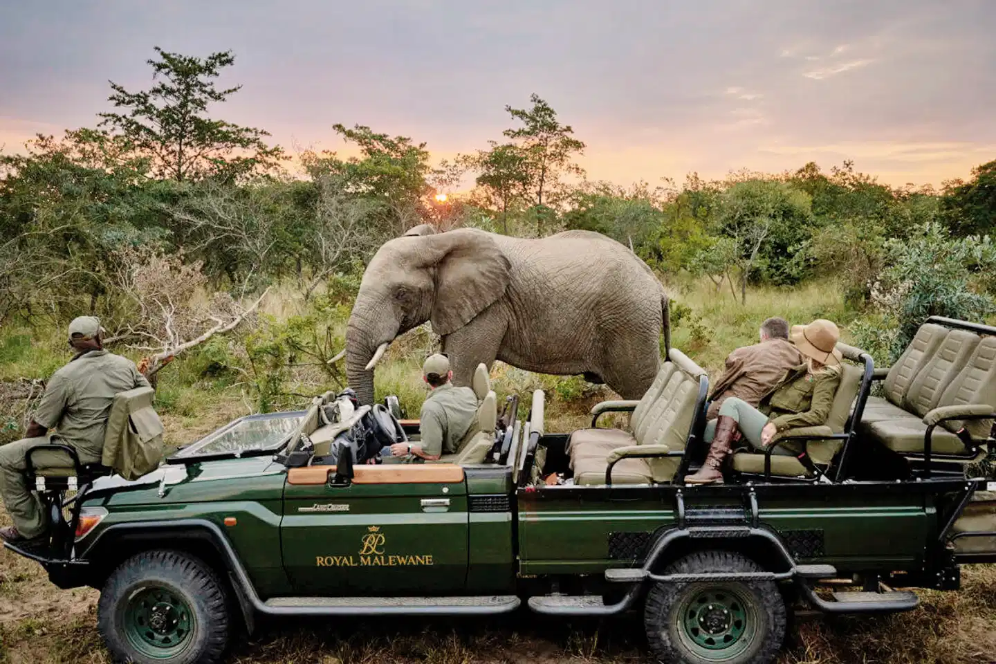 Royal Malewane Tiere