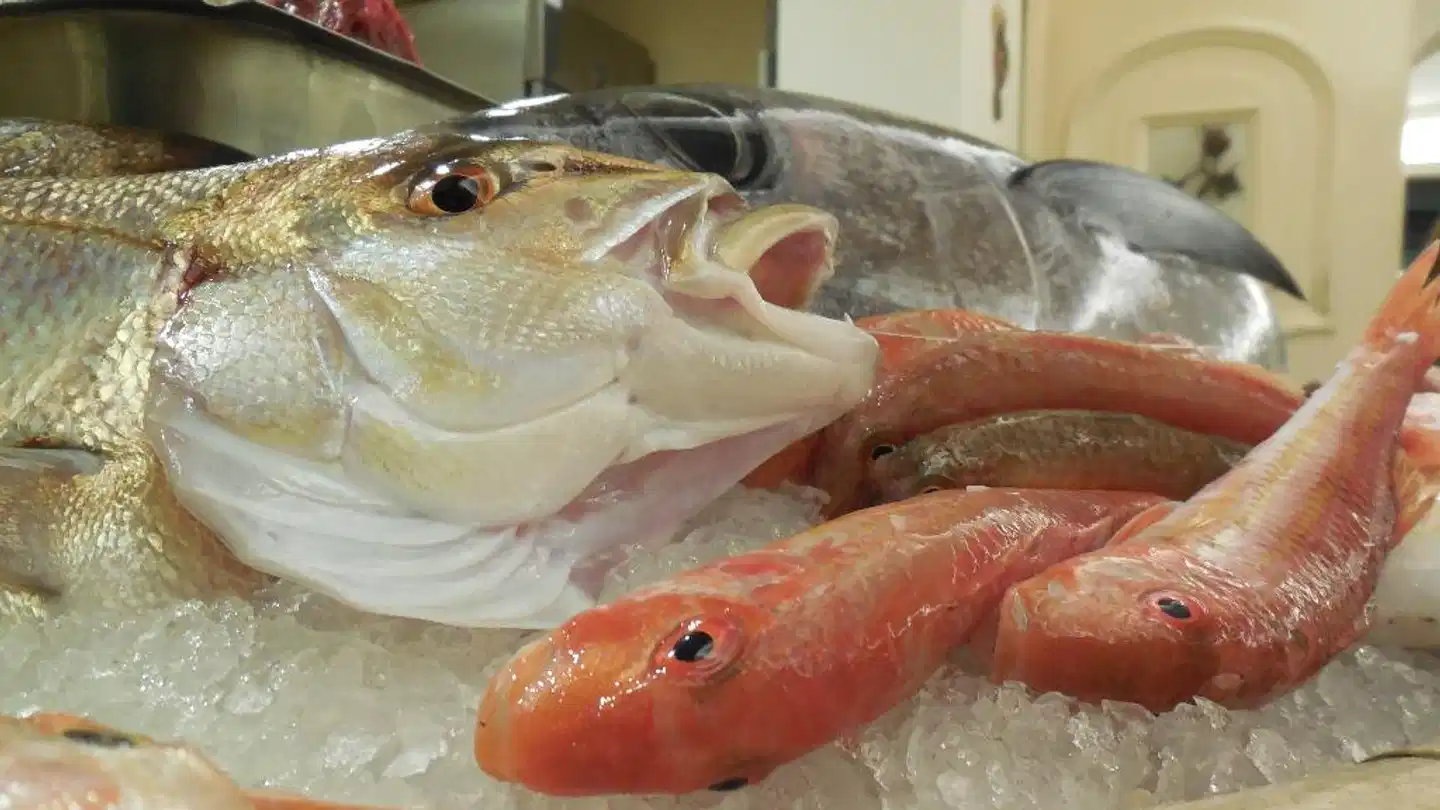 Hotel Marechiaro Tiere