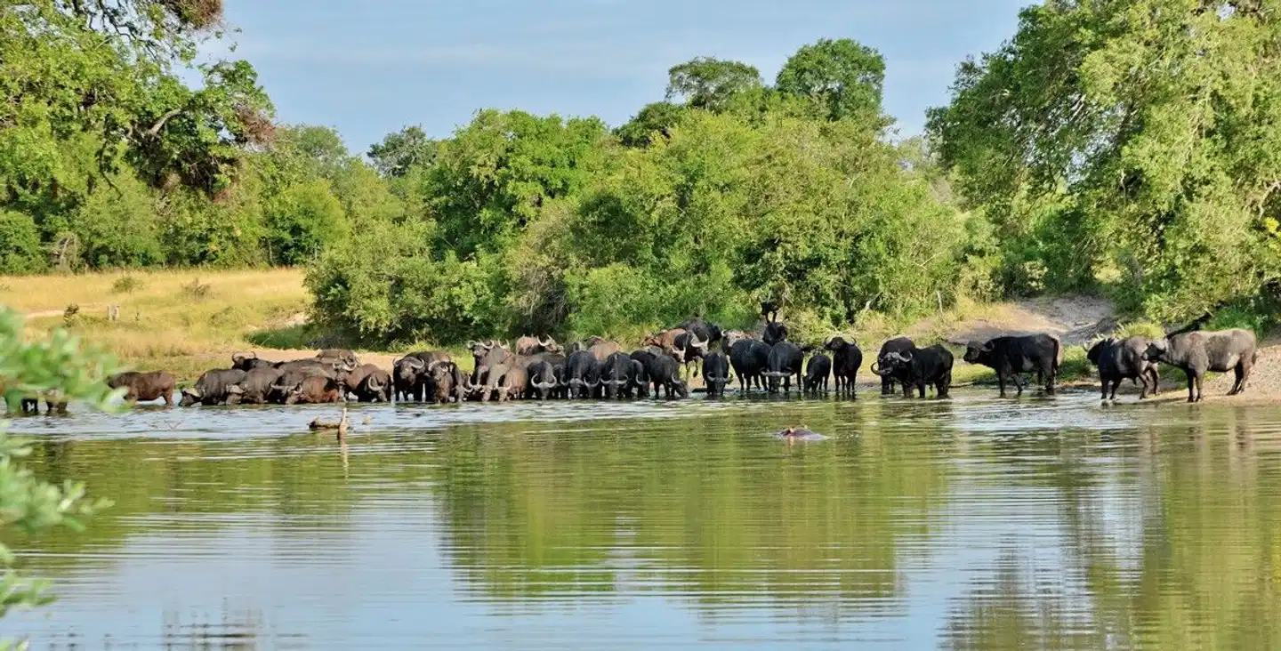 Rhino Post Safari Lodge Tiere