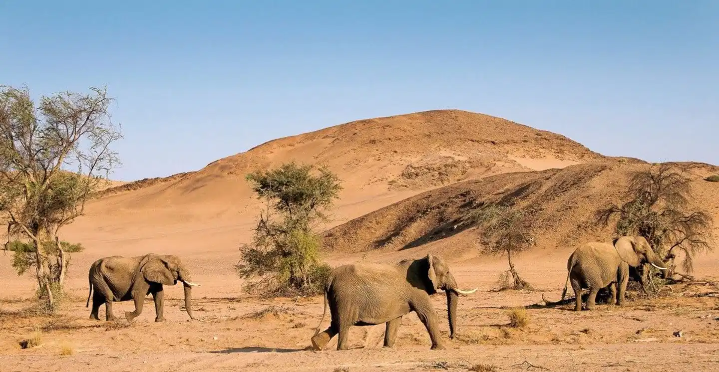 Twyfelfontein Country Lodge Tiere