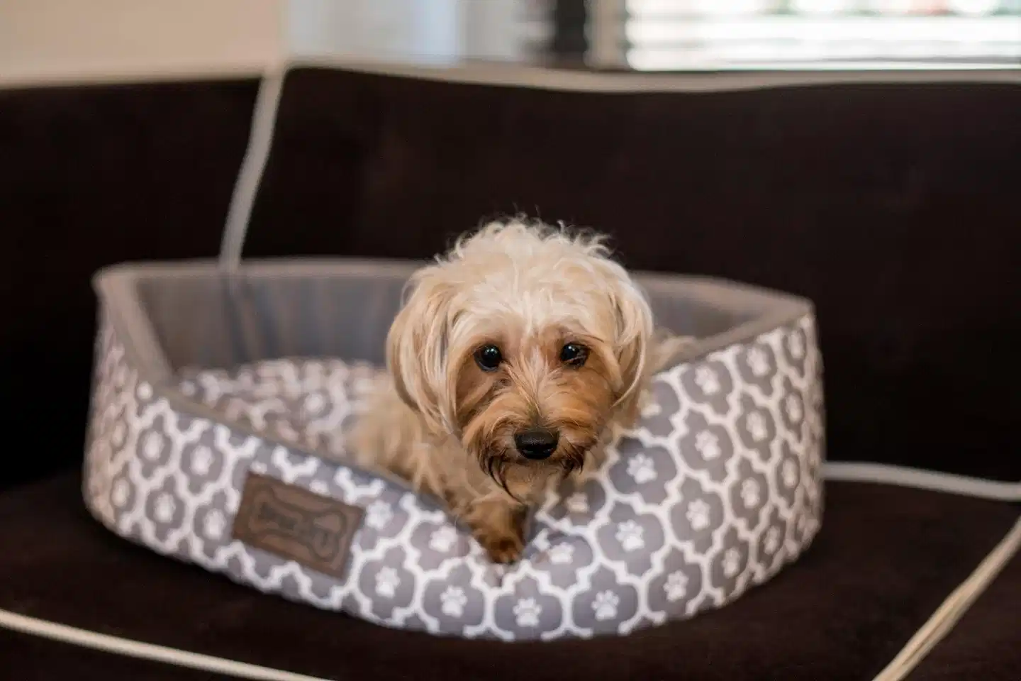 70 Park Avenue Hotel Tiere