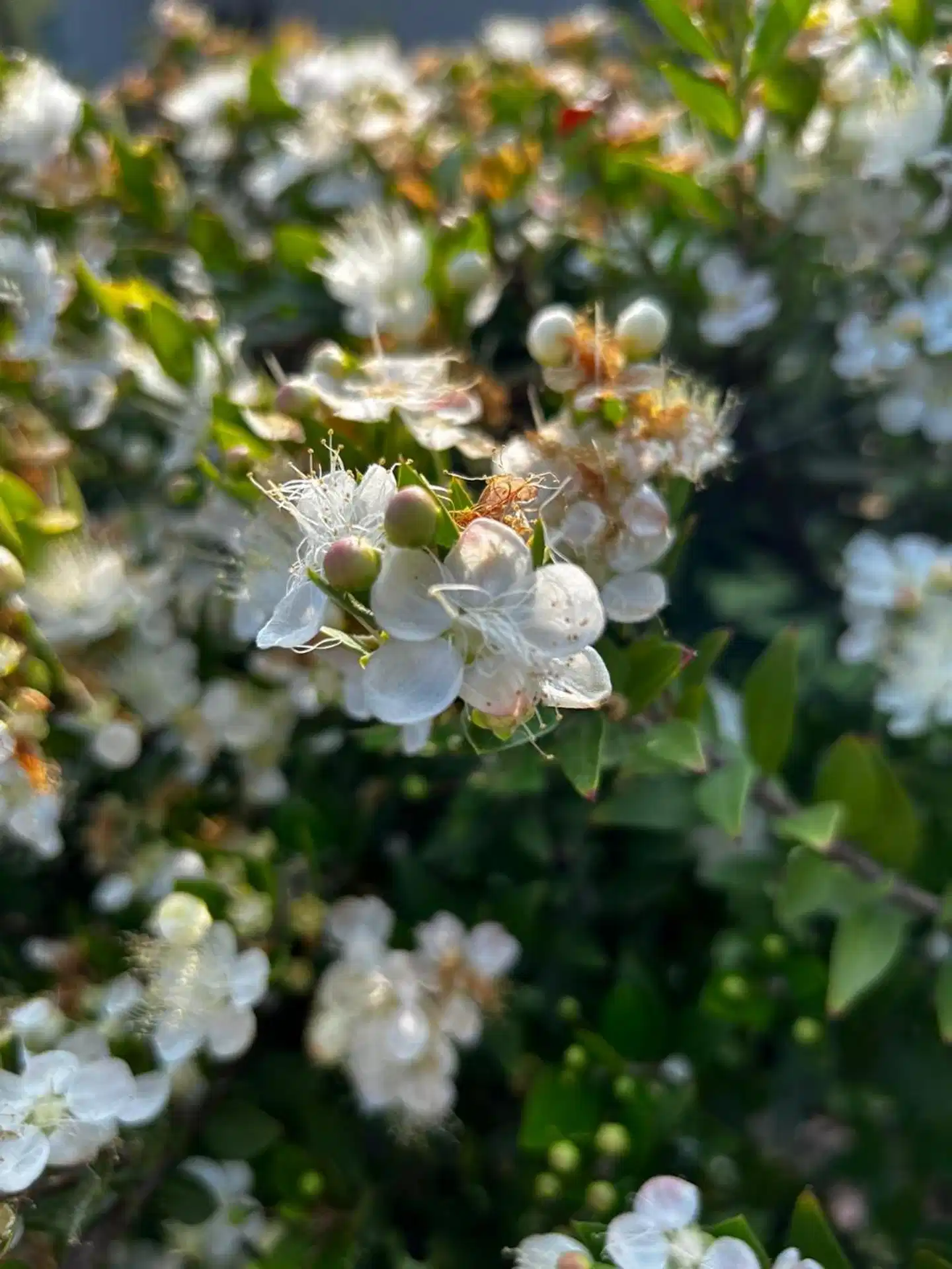 Cala Mirto Landschaft