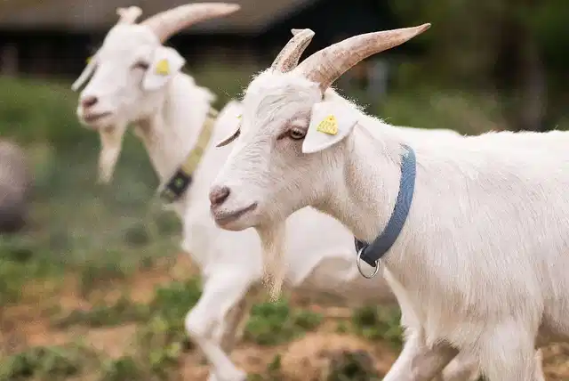 Best Western Seehotel Frankenhorst Tiere