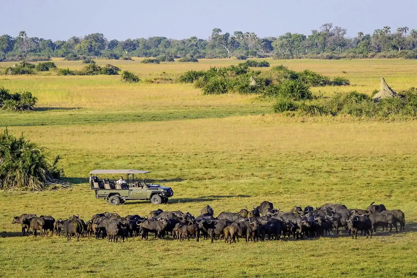 Wilderness Little Mombo Camp Tiere