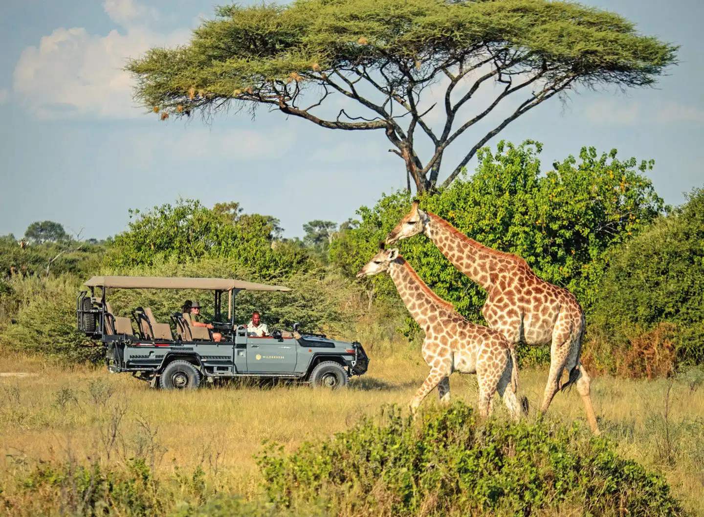 Wilderness Little Mombo Camp Tiere