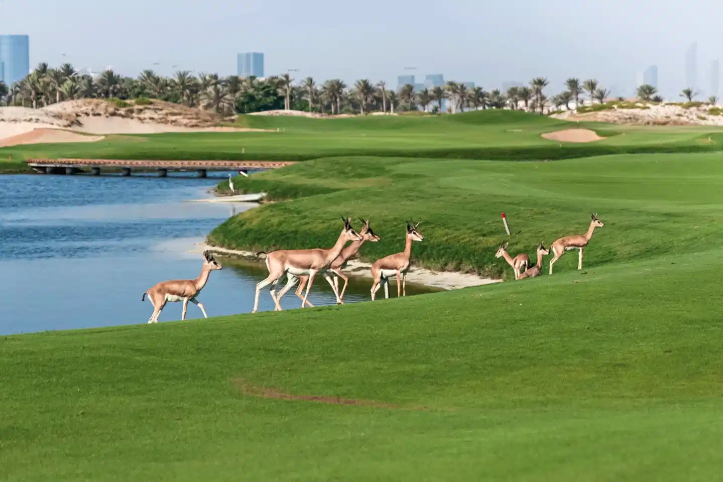 Saadiyat Rotana Resort & Villas Tiere