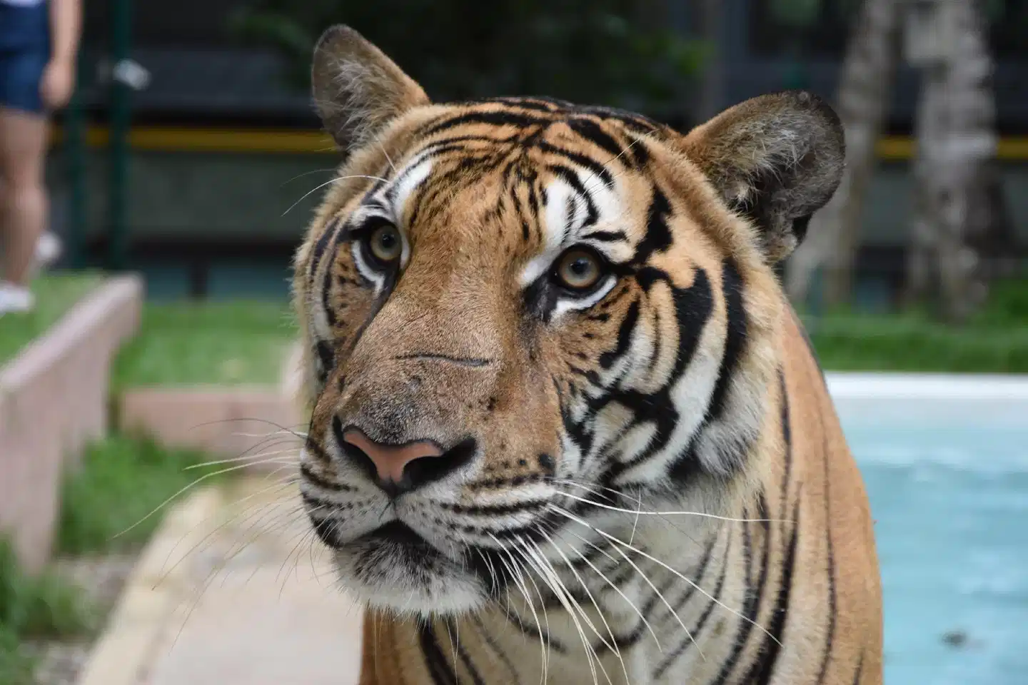 Impiana Resort Patong Tiere