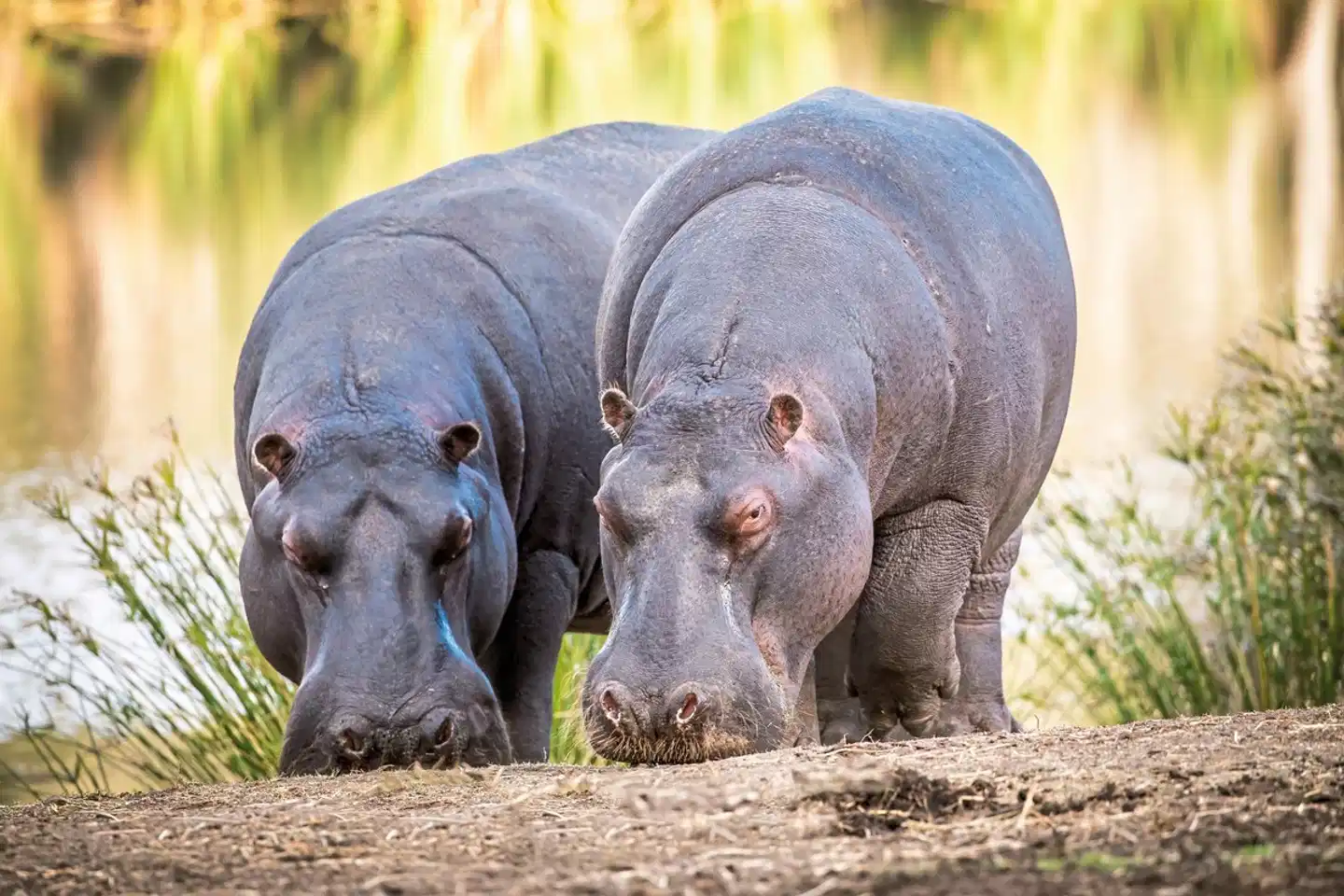 Wellness, Wein & wilde Tiere Tiere