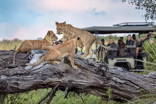 Natural Selection Tawana Camp Tiere