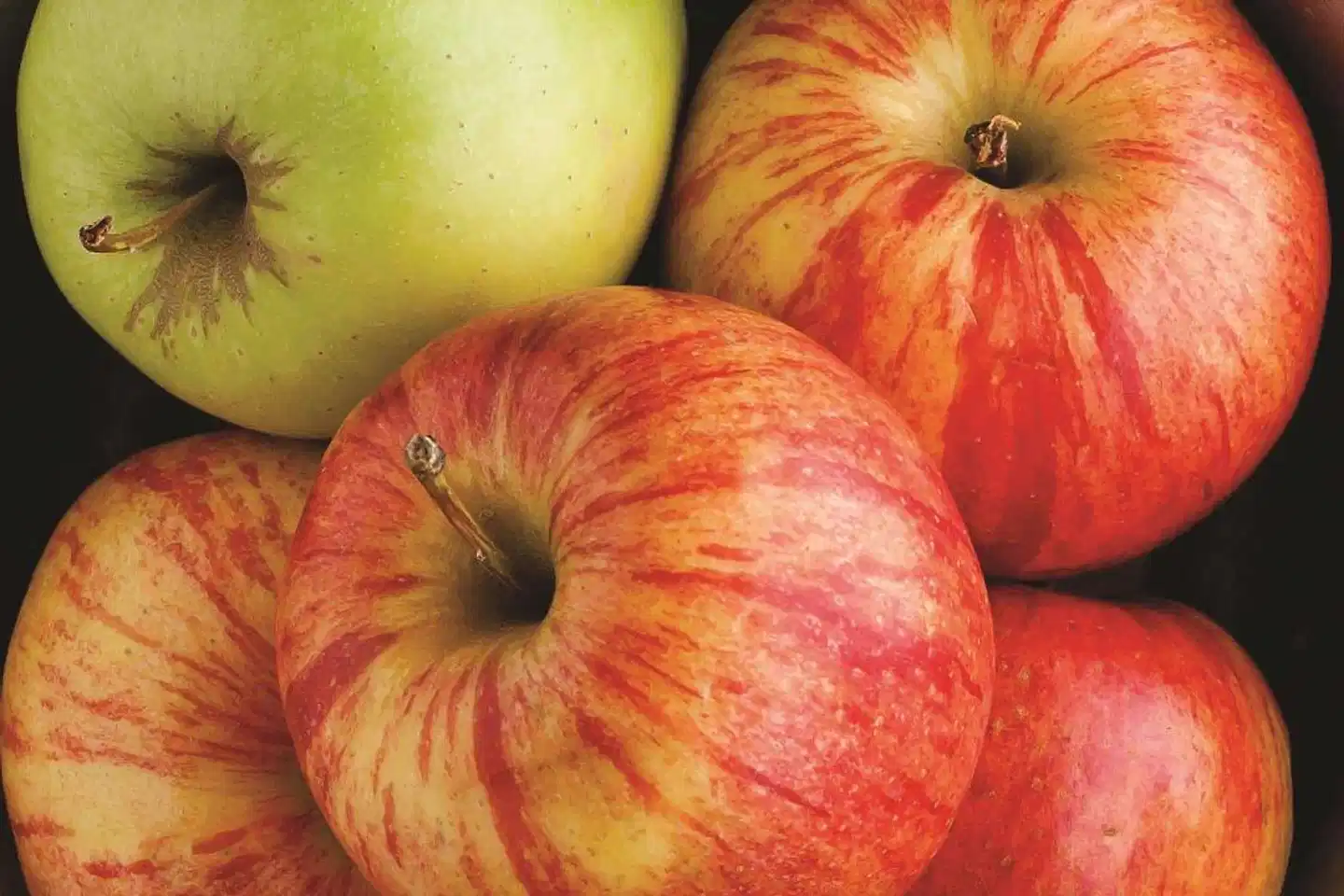 La Quinta Inn Steamboat Springs Tiere