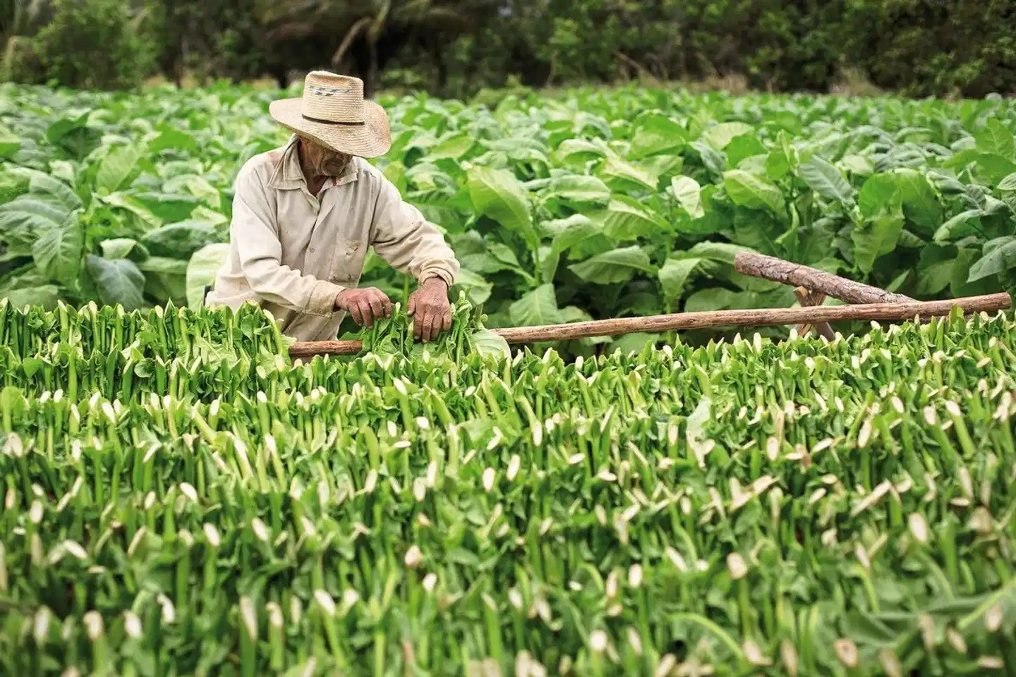 Große Kuba Rundreise Garten