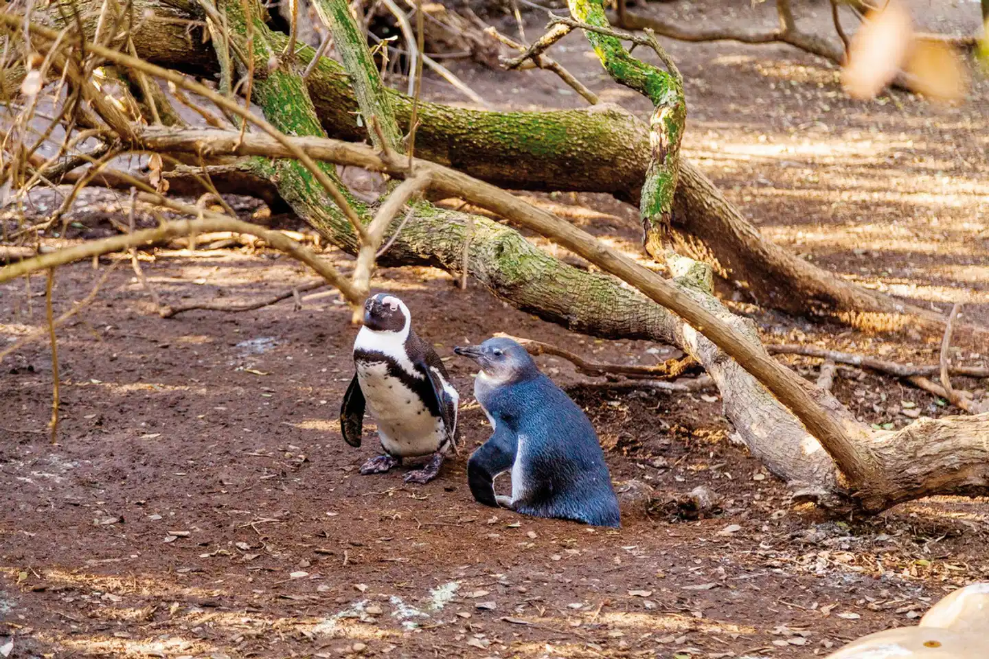 Tintswalo Boulders Tiere