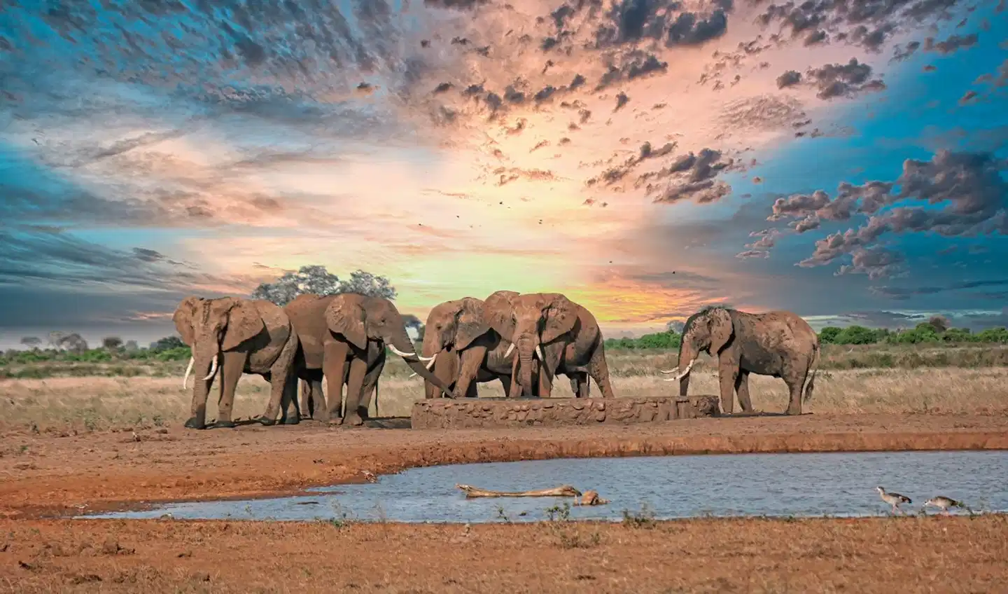 Kultur und Safari Tiere