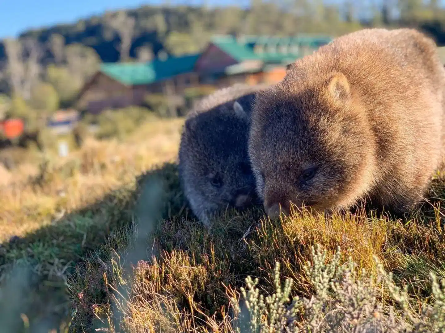 Peppers Cradle Mountain Lodge Tiere