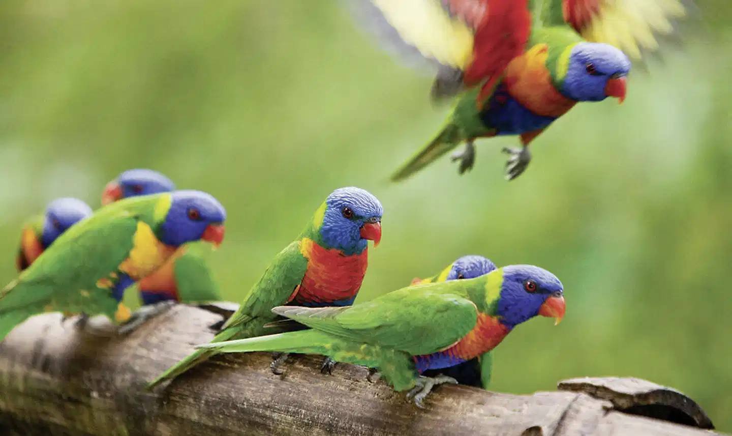 Rose Gums Wilderness Retreat Tiere