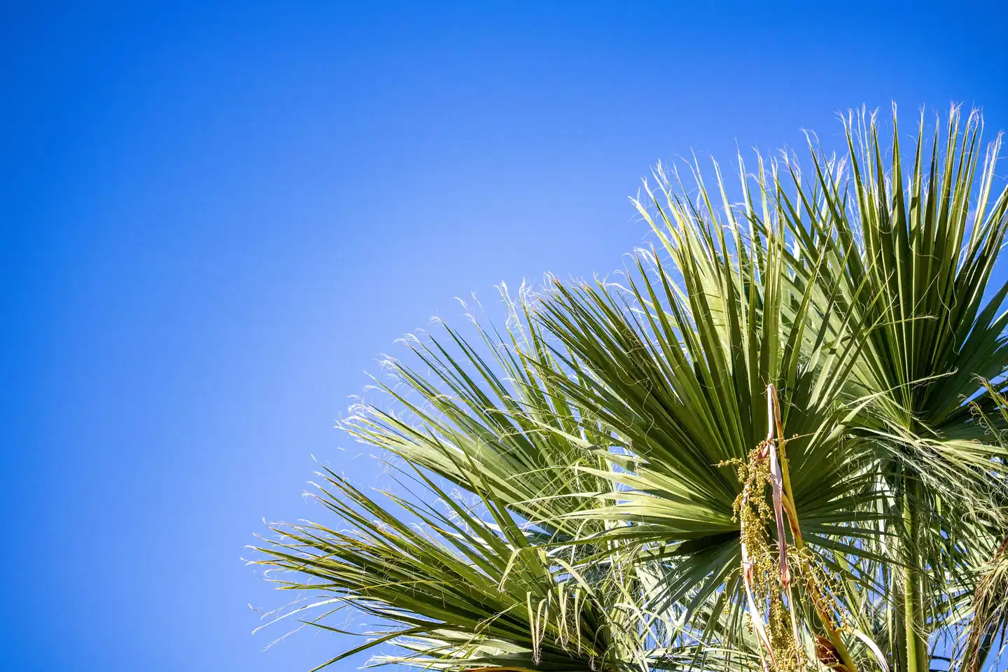 Almyros Beach Resort & Spa OUTDOOR