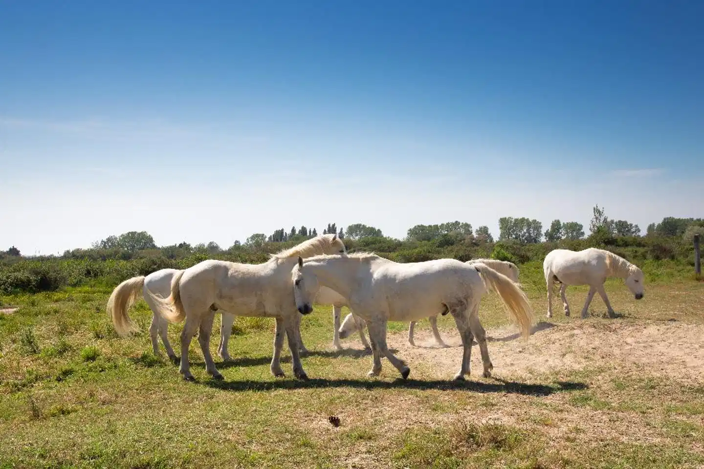 SOWELL Hotels L'Olivier Tiere