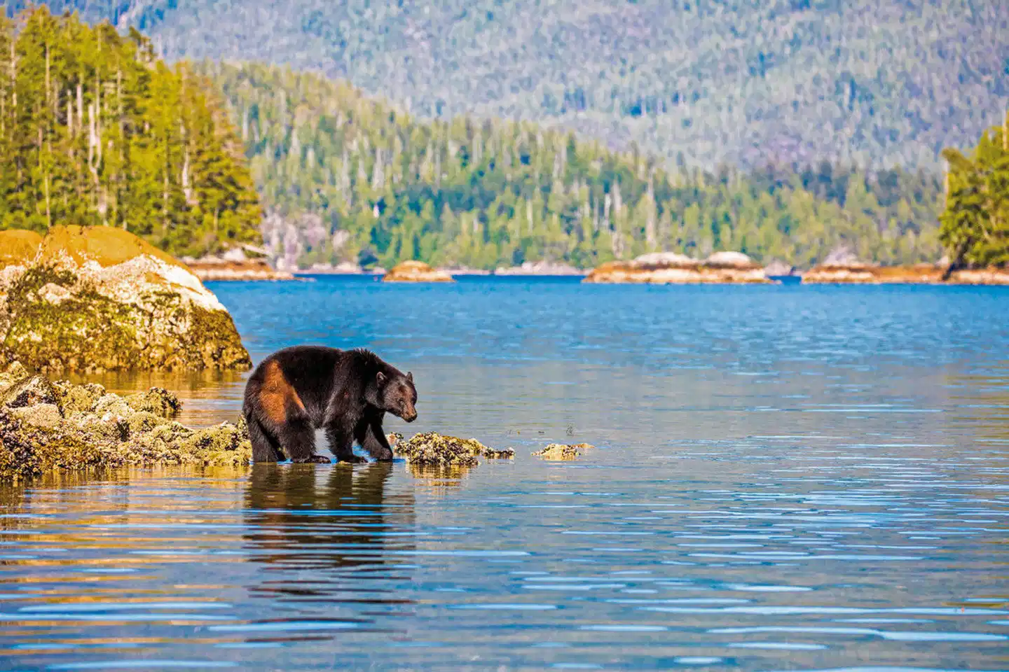 Bären, Wale & Vancouver Island Sport und Entertainment