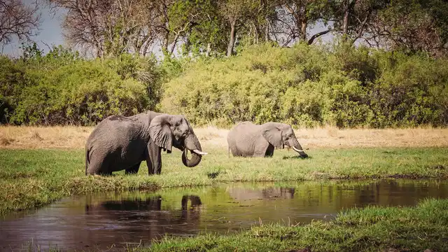 Drifters - Botswana Explorer 17 Nächte ab/bis Johannesburg Tiere