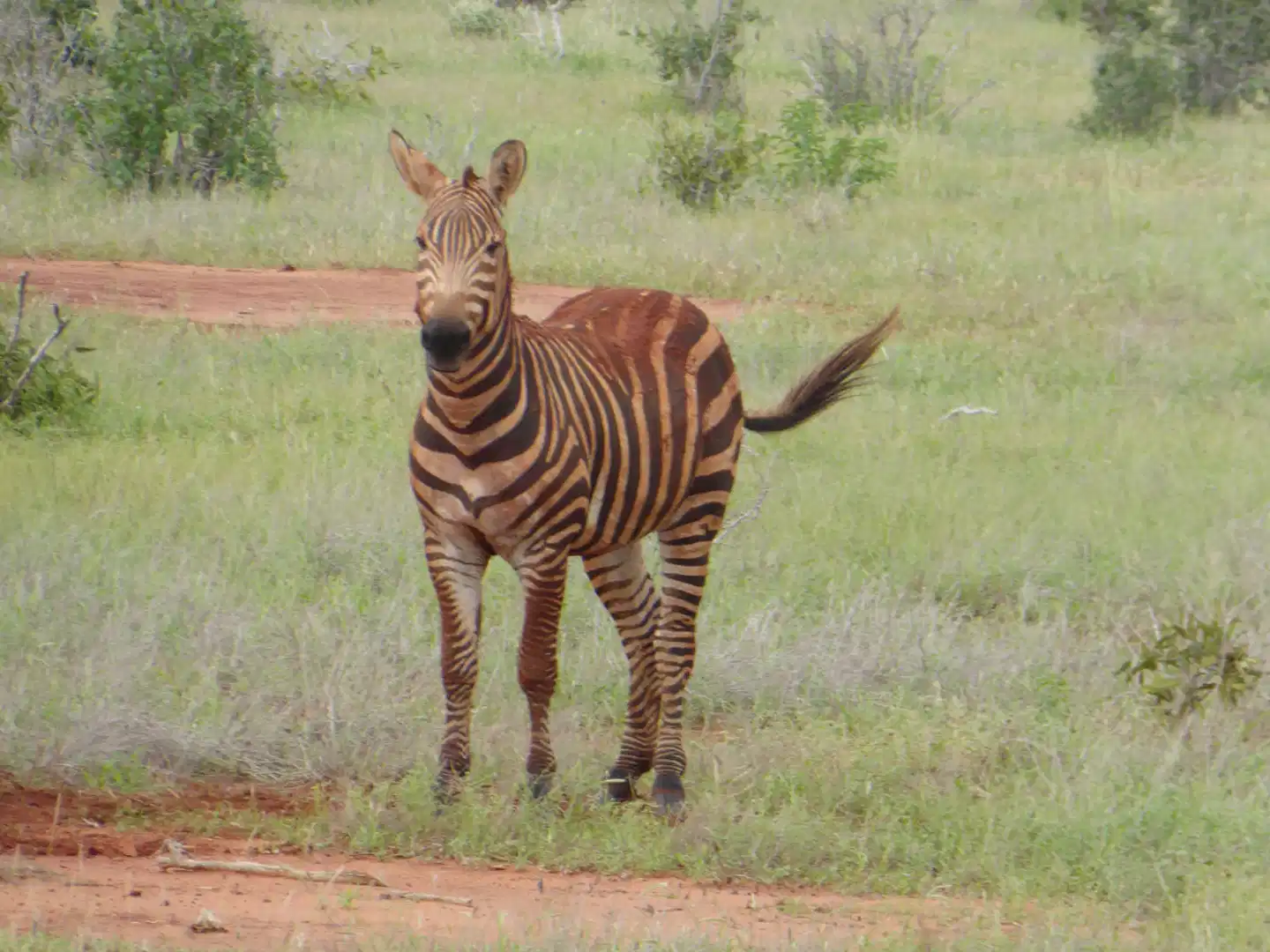Tsavo Abenteuer (Privatreise) Tiere