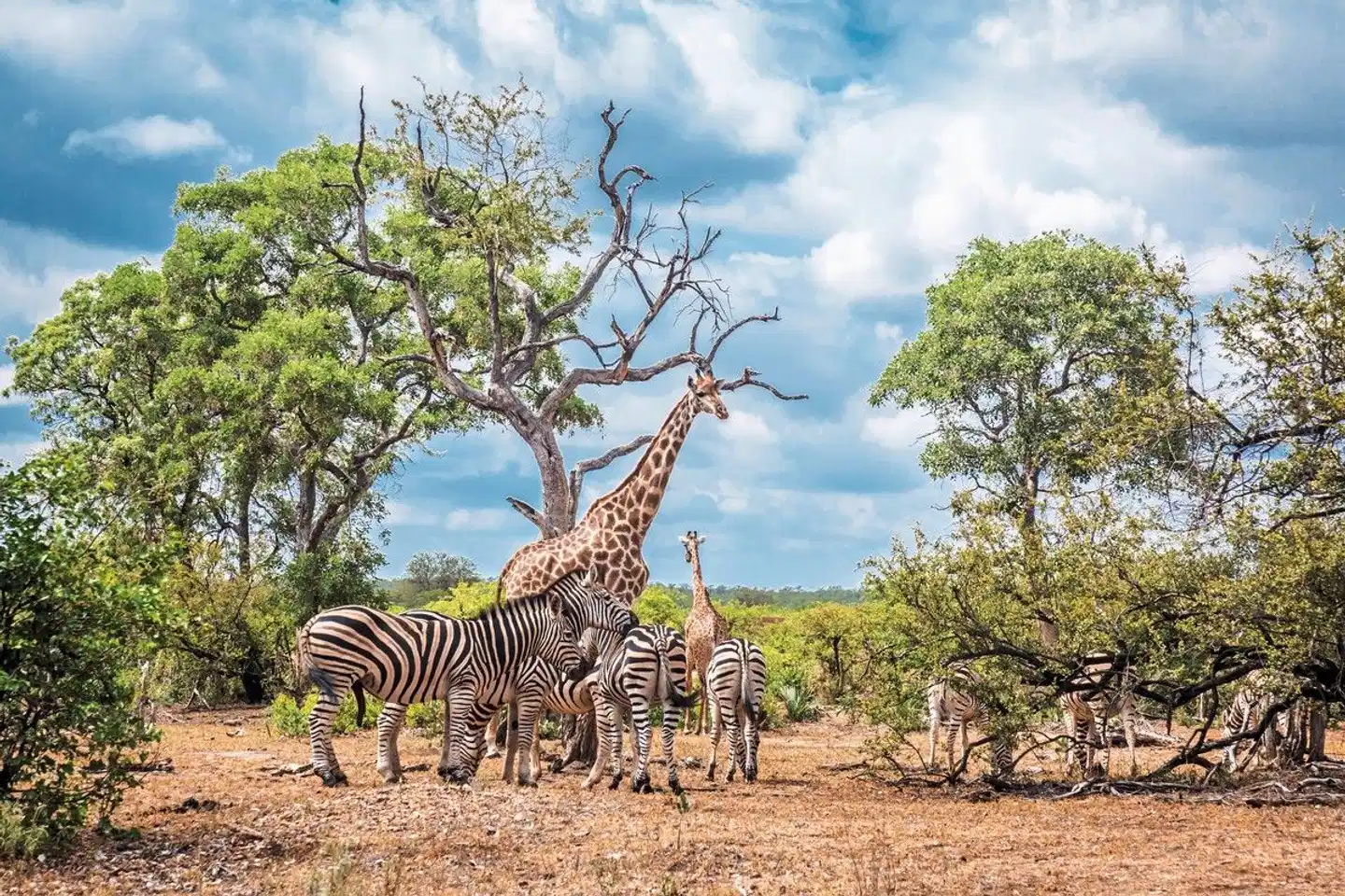 A World in One Country - Nord Tiere