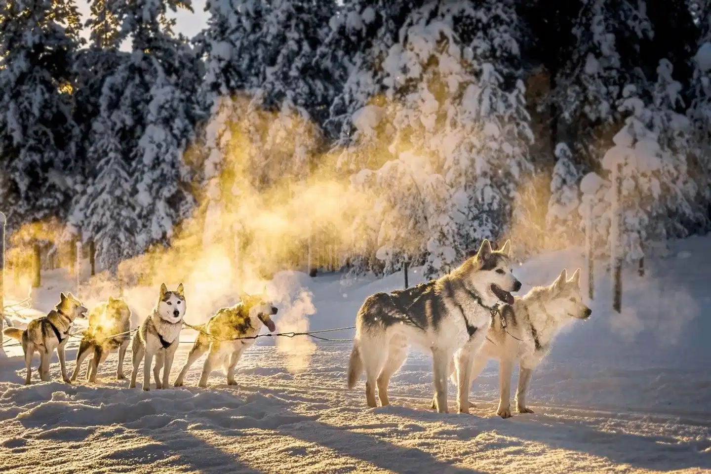 Winter-Faszination Finnland Tiere